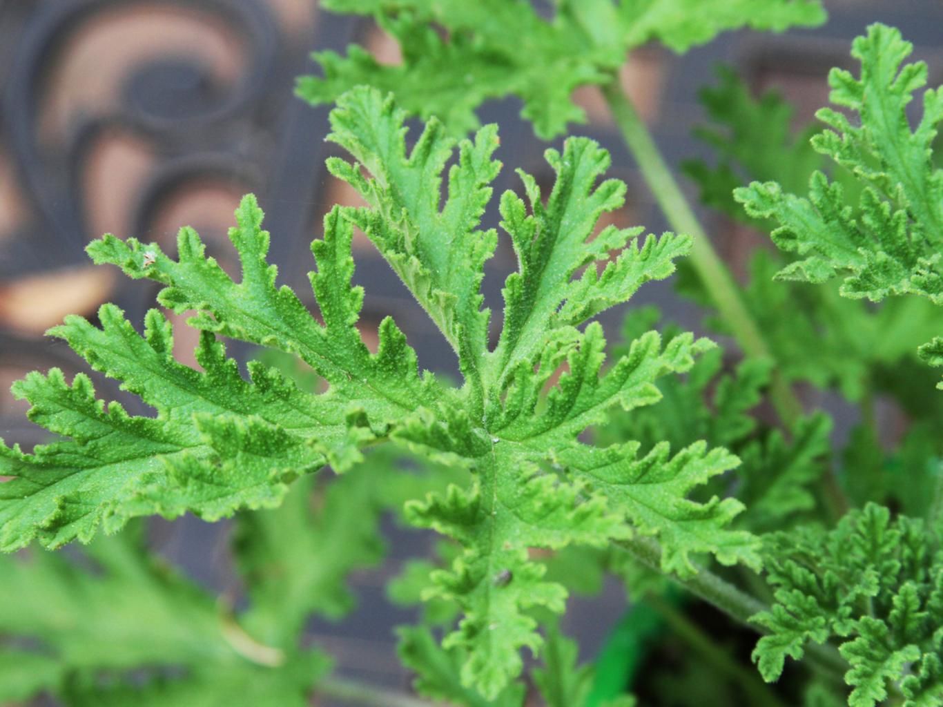 Planta citronela.