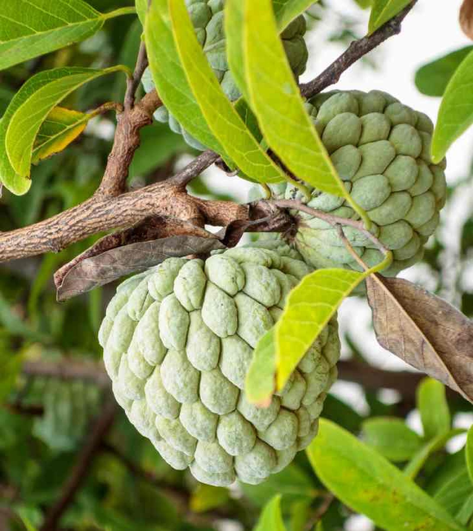 Chirimoyo, el árbol de la chirimoya.