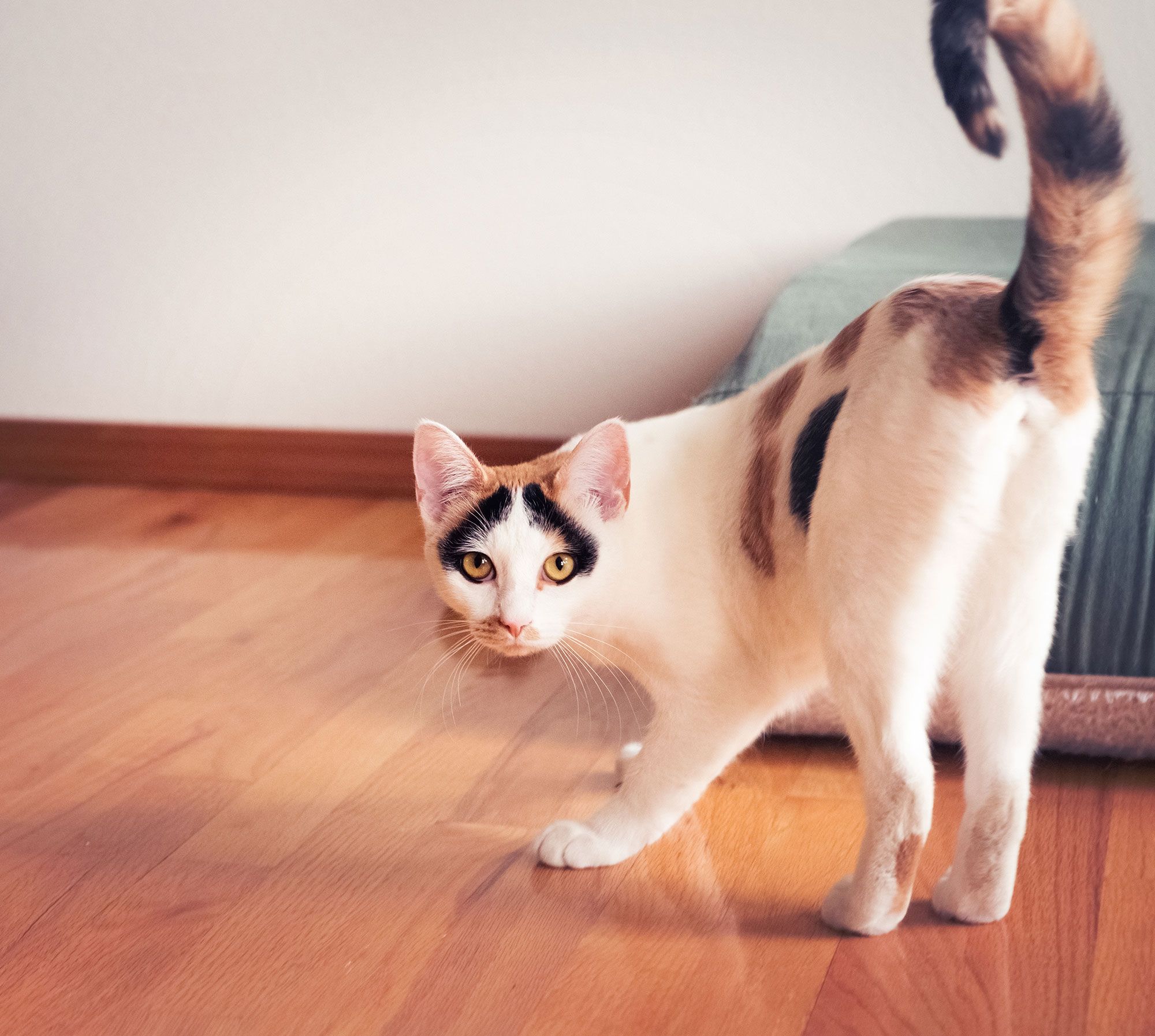 mascotas gatos comunicacion cola movimientos