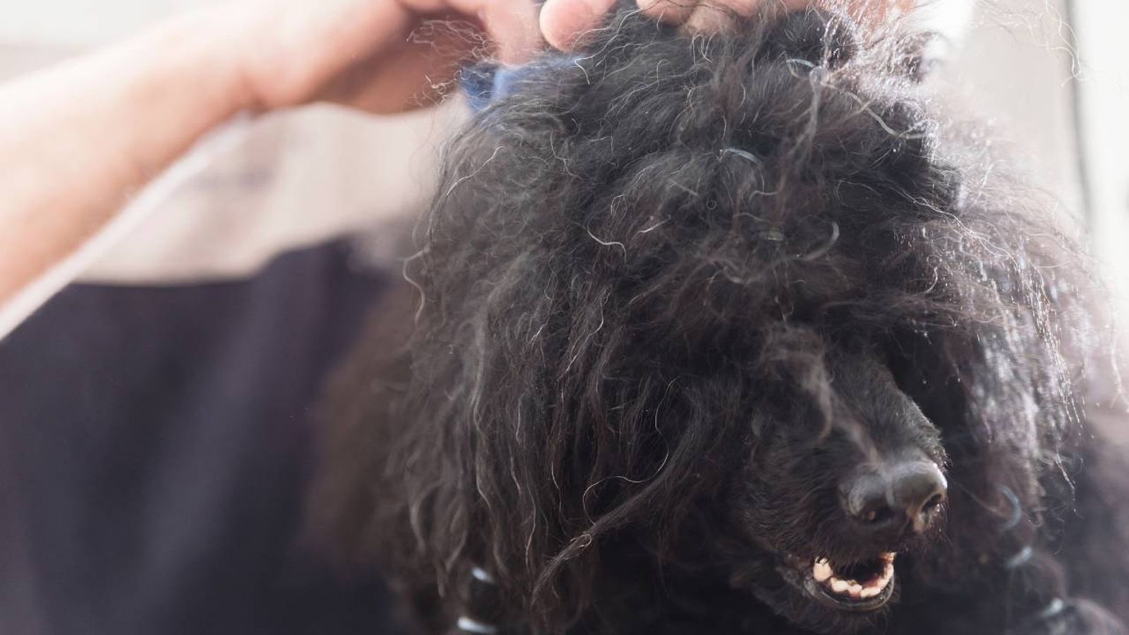 truco para desenredar quitar nudos pelo perros con maicena