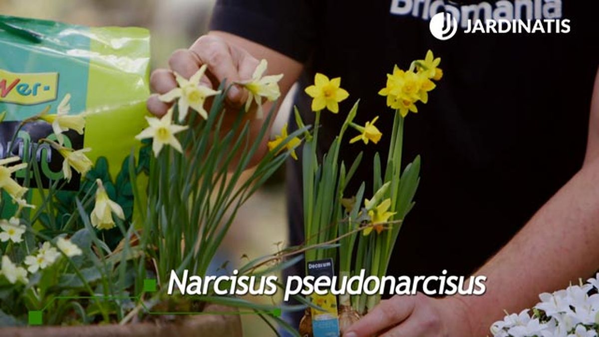 narcisos variedades brico 902 jardin