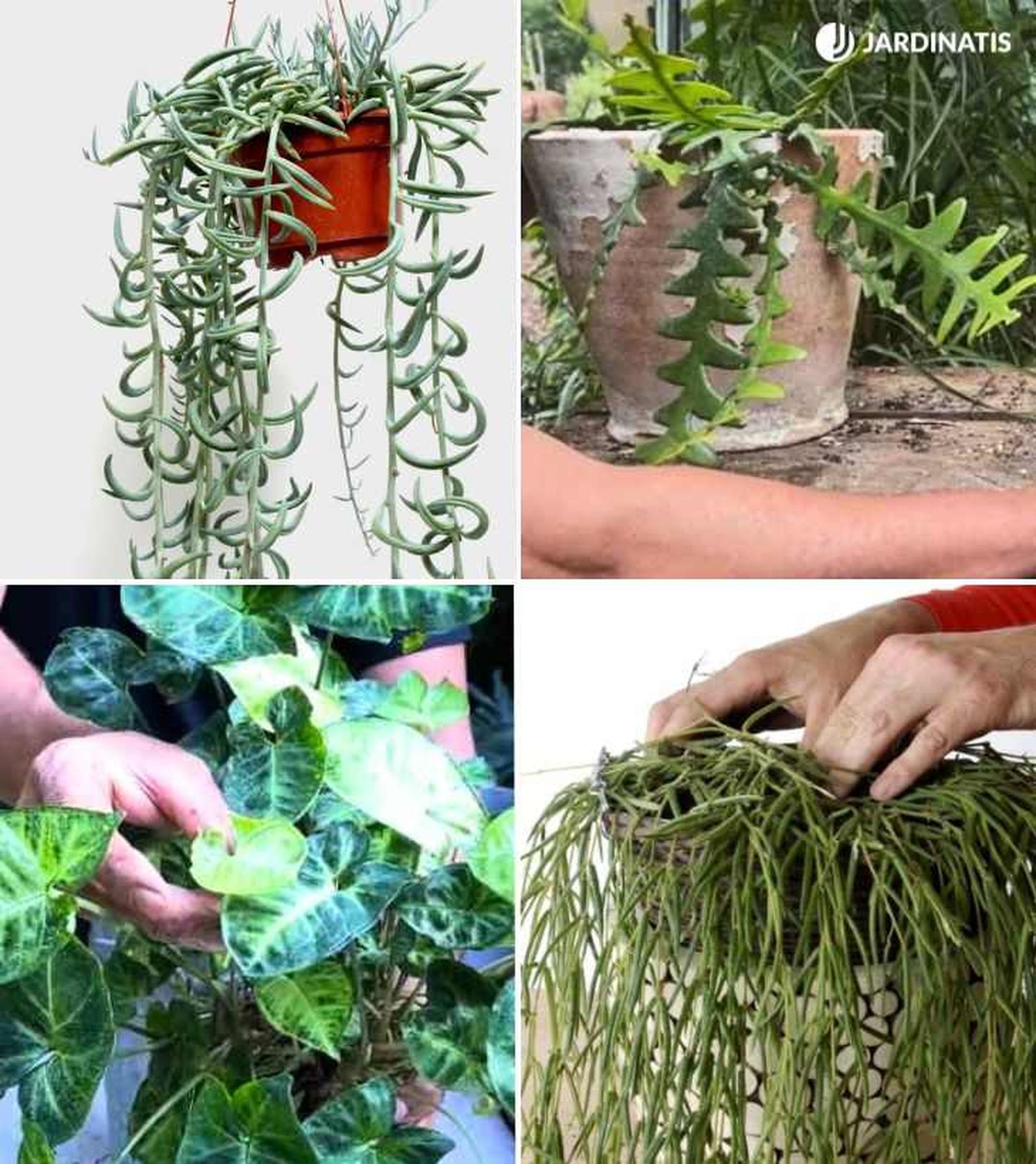 De arriba a abajo: Senecio radicans, Epiphyllum anguliger, Syngonium podophyllum, Hoya linearis