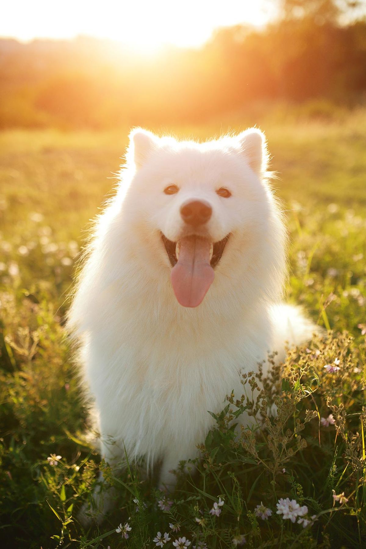 perroz razas samoyedo