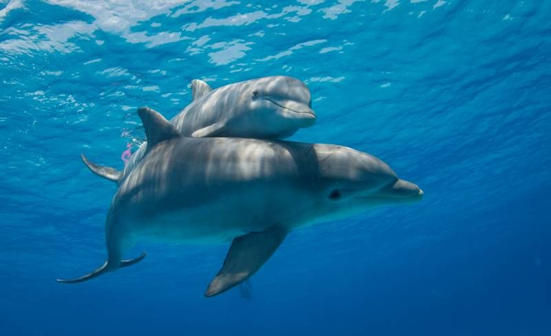 Los delfines pueden emitir sonidos de baja frecuencia que les permite comunicarse a kilómetros de distancia.