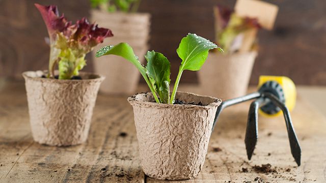 Semilleros individuales para plantas