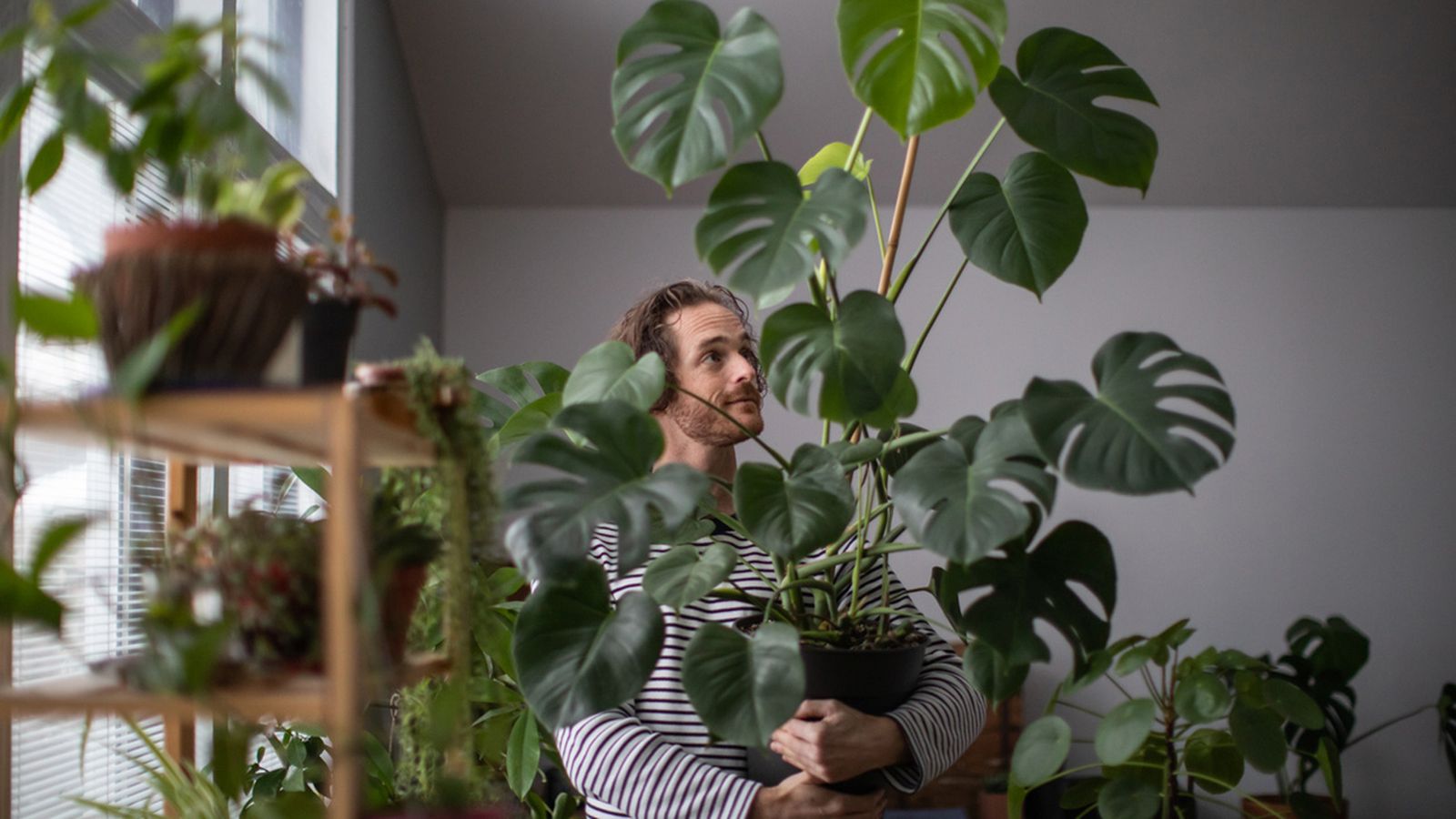 variedades plantas escoger para hogar xl