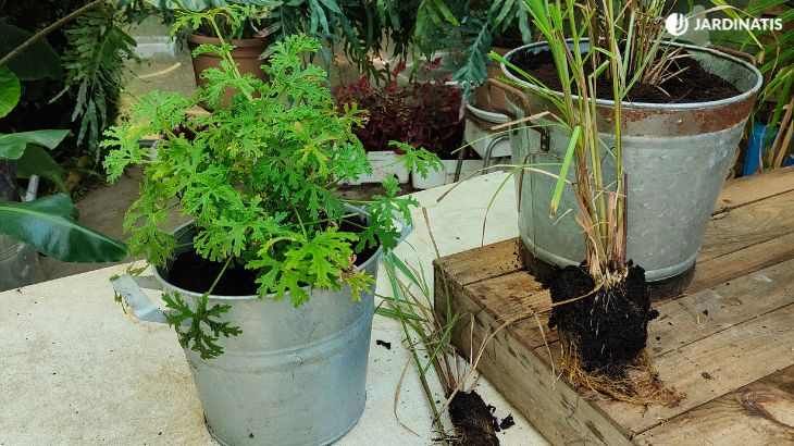 Planta citronela