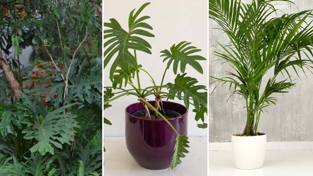 Philodendron bipinnatifidum philodendron xanadu kentia urban jungle