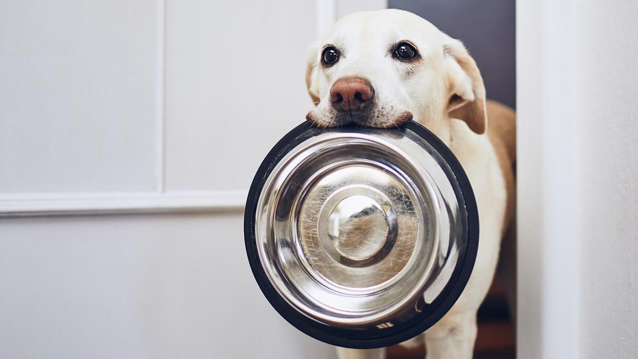 comida sostenible perros 10