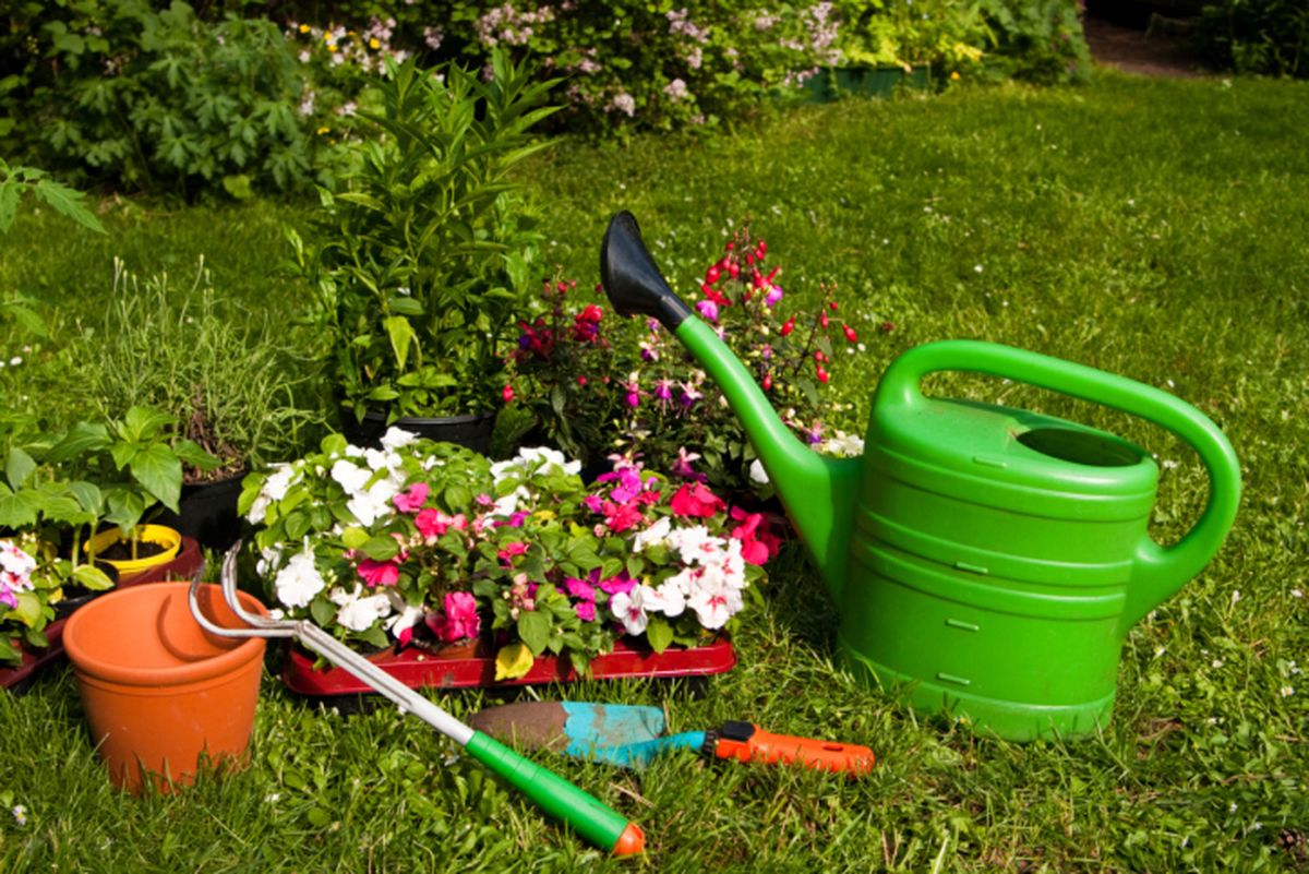ROJA05_Plantar alegrias en el jardin