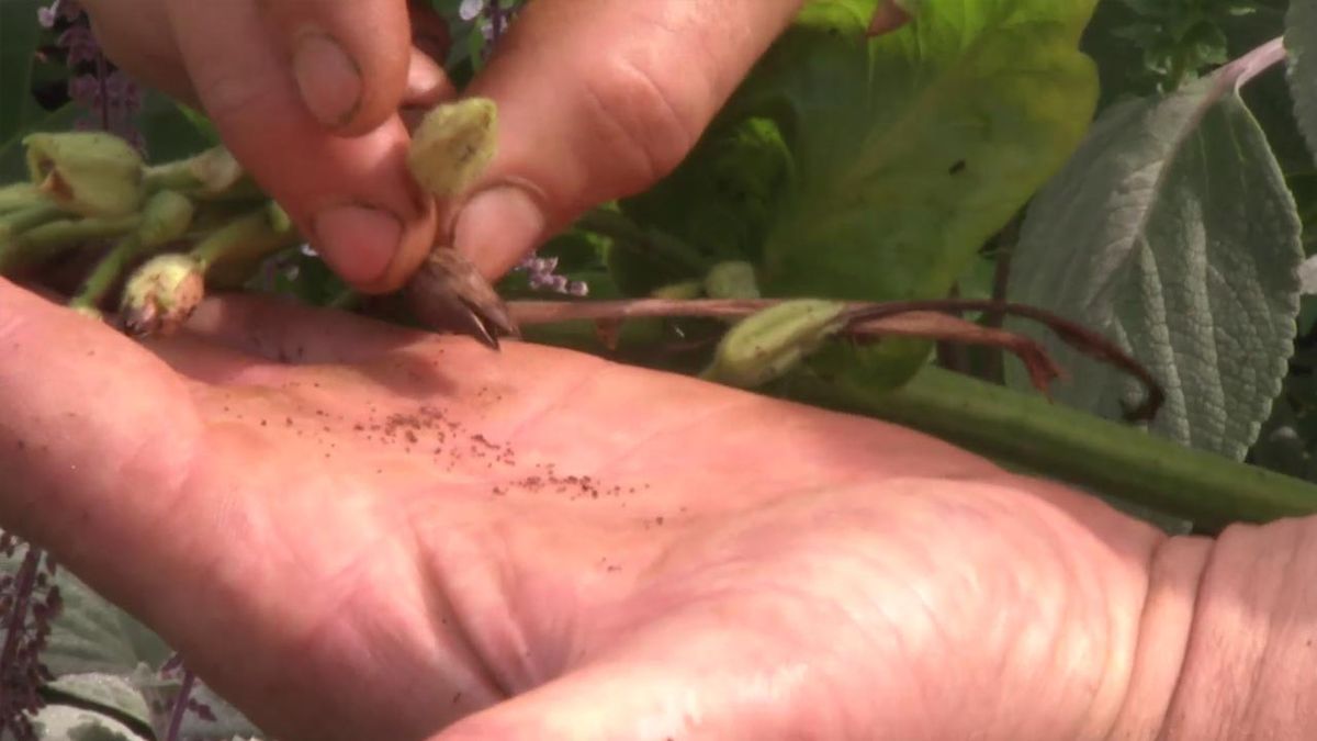 deco 749 jardineria planta tabaco silvetsre semillas