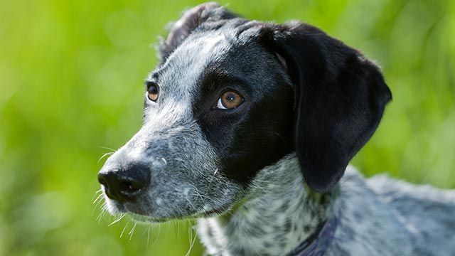 perro eurohound 1