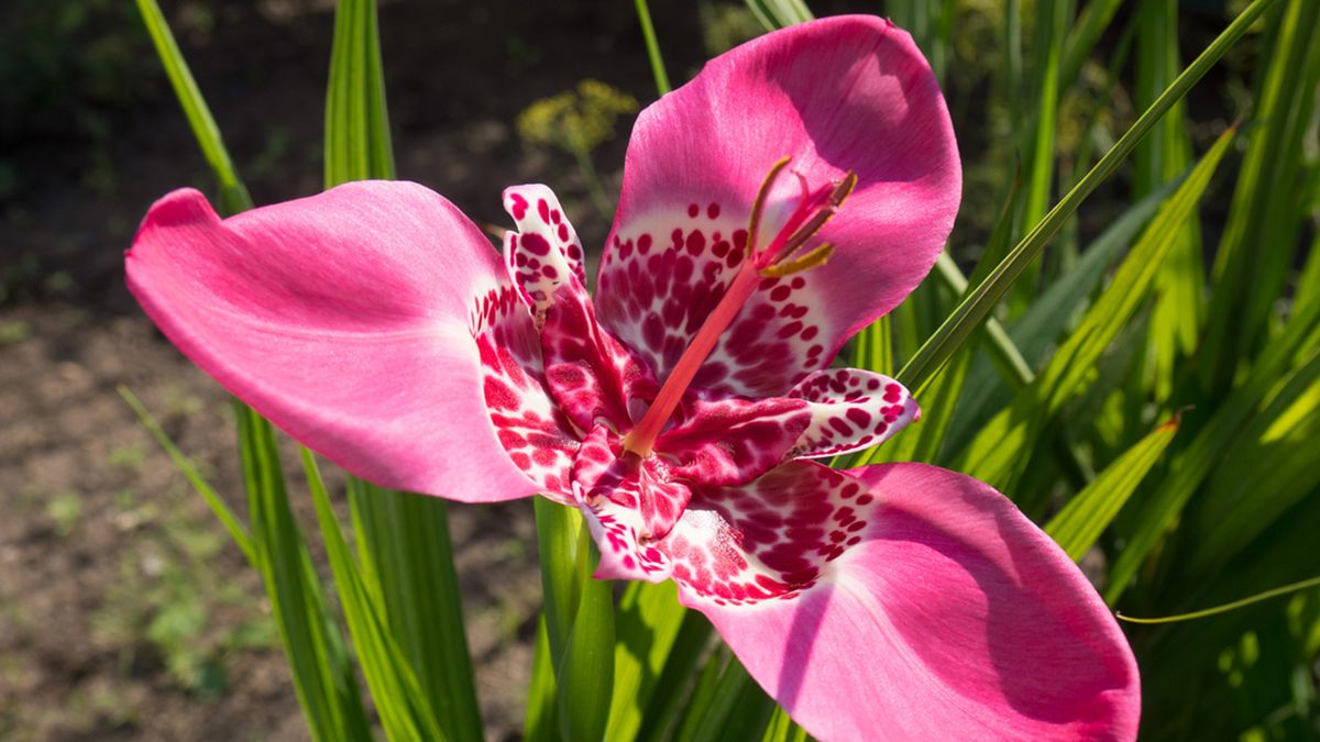 tigridia flor de un dia