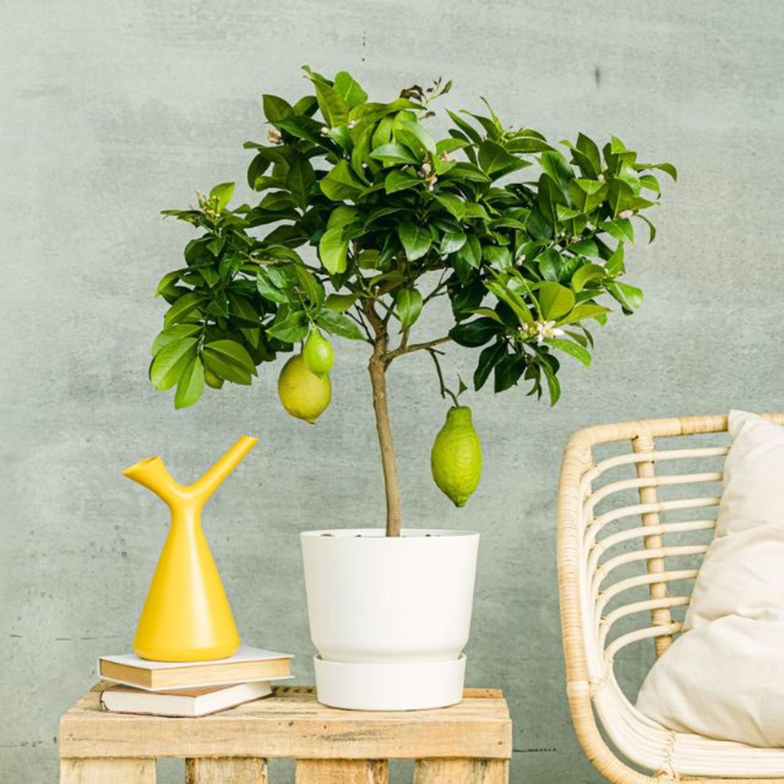 limonero be green