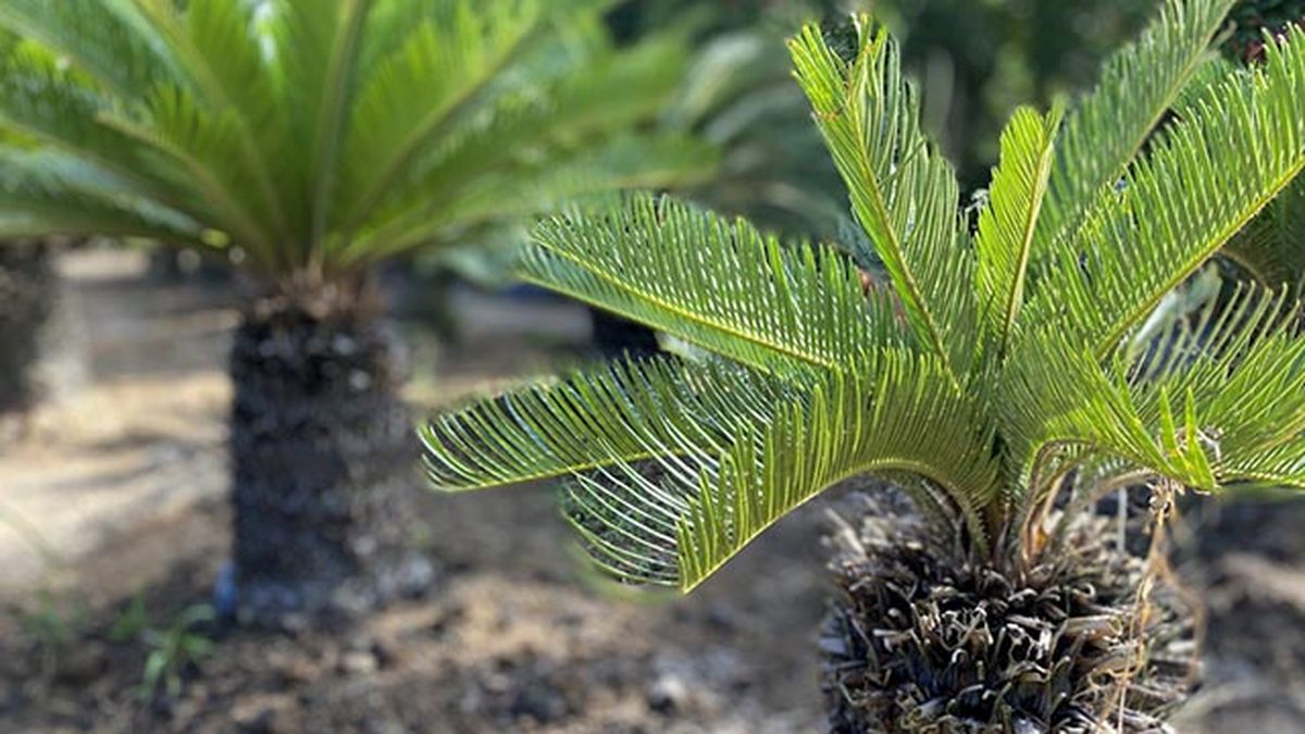 phoenix roebelenii palmera enana