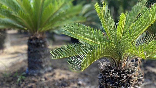 phoenix roebelenii palmera enana