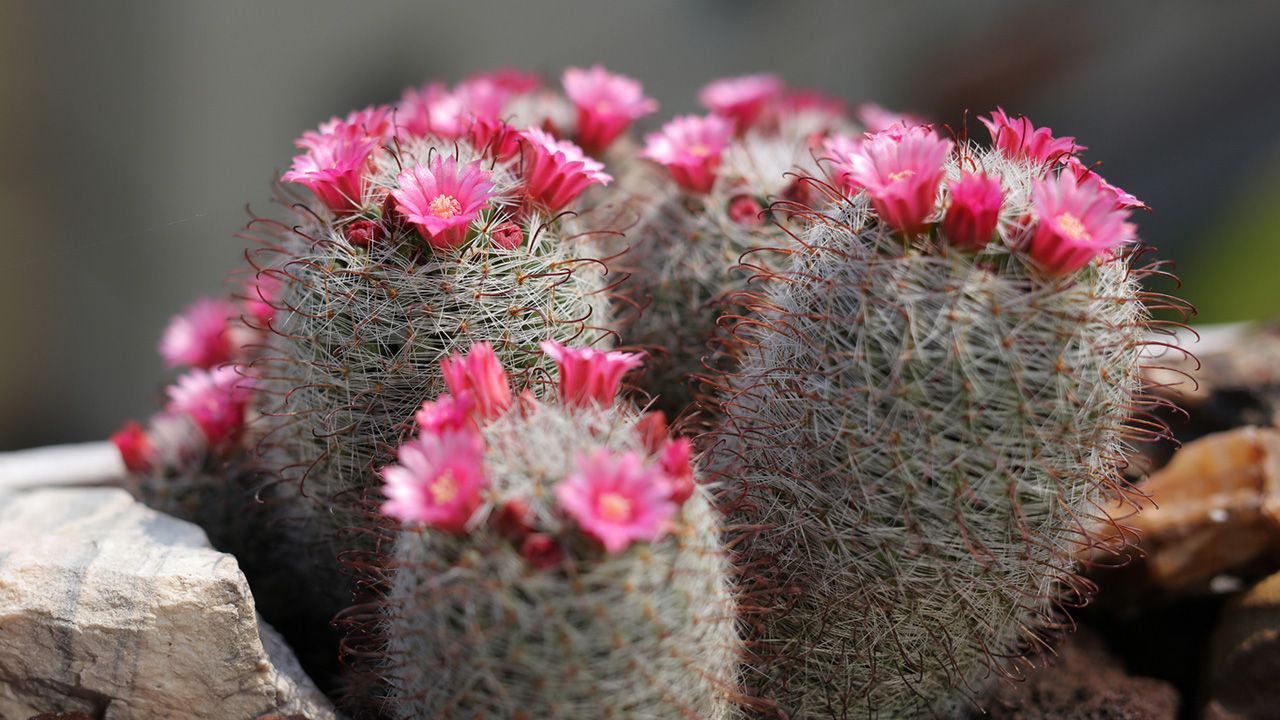 cactus mamilaria planta escritorio de la oficina