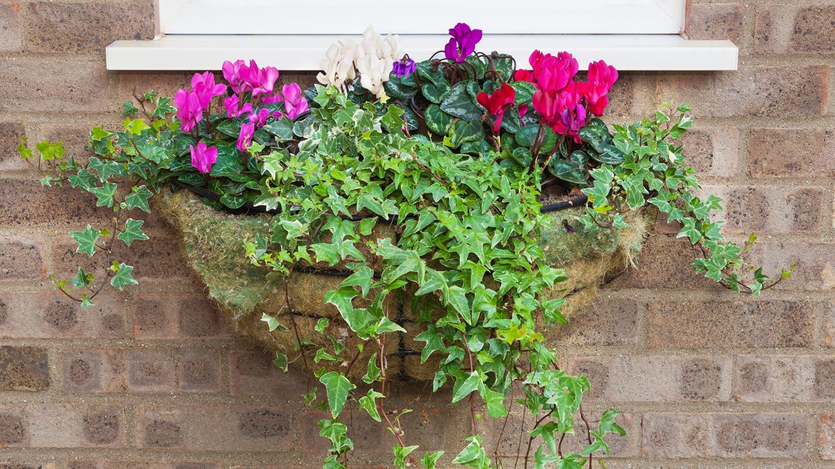 flores plantas otonales para balcon deco 411