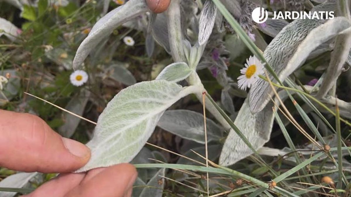 hojas stachys lanata planta decorar jardin en gris blanco xl