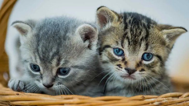 por que ronronean los gatos 4