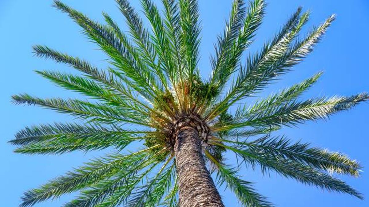 Palmera datilera