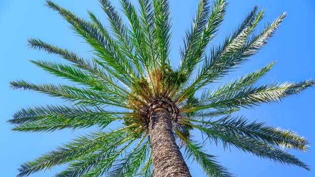Palmera datilera