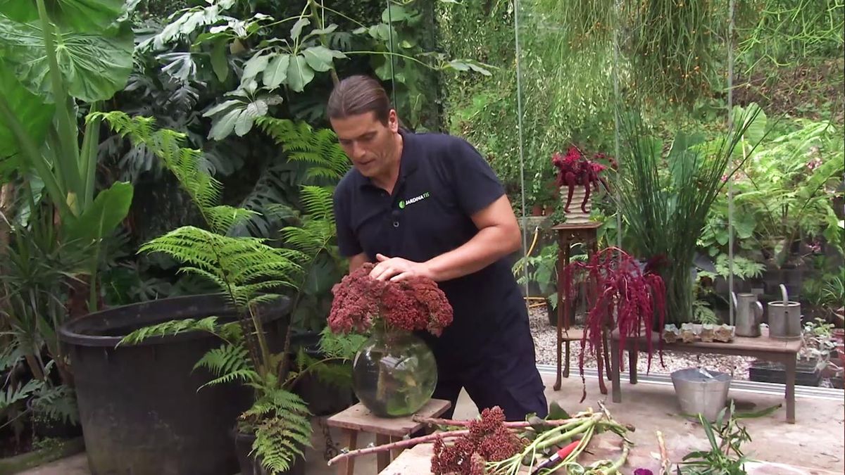 deco 747 jardineria sedum spectabile arreglo floral