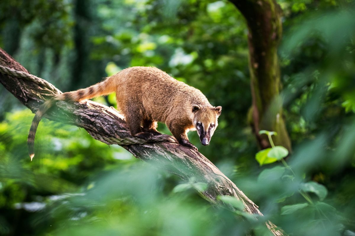 animales exoticos coati
