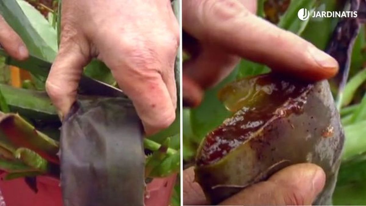 como sanear el aloe vera con exceso de agua