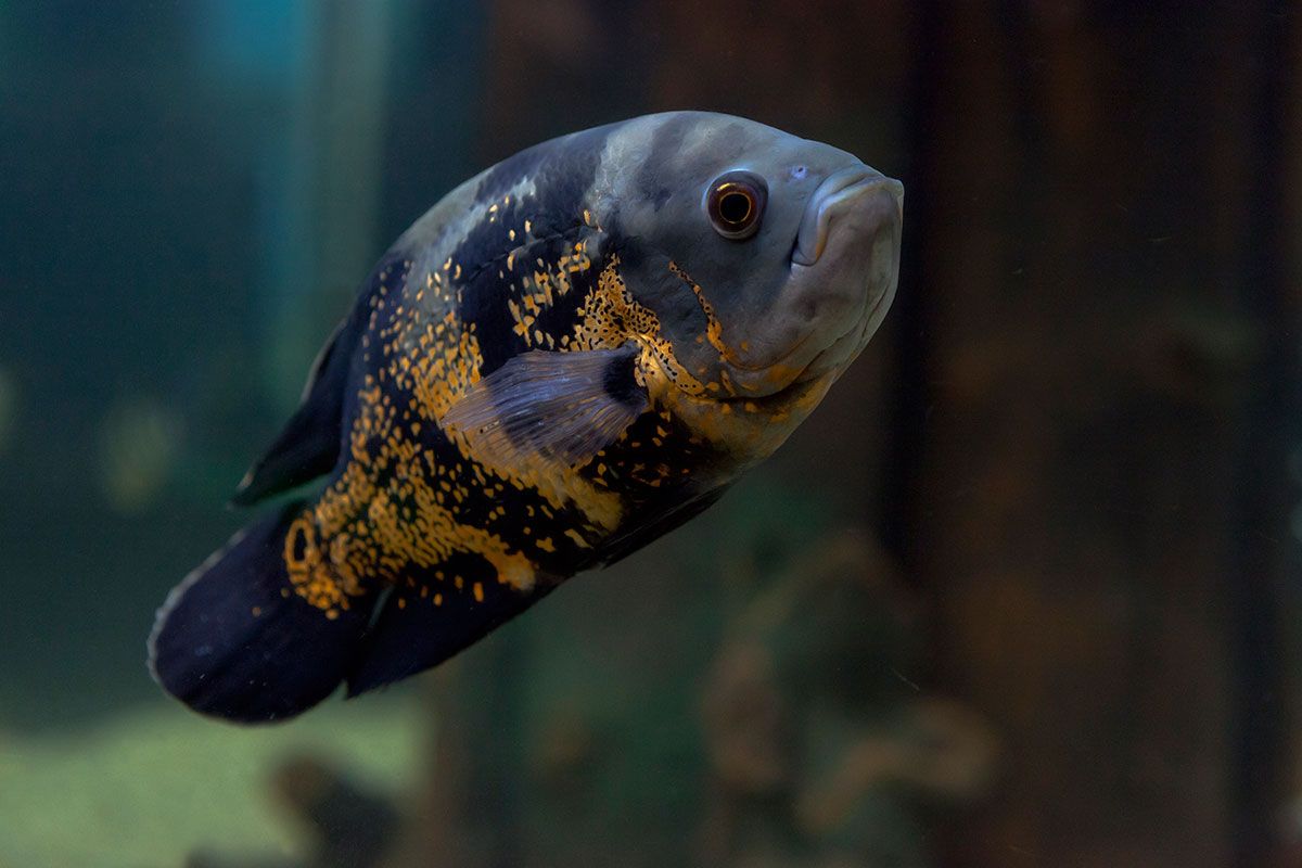 peces tropicales acuario agua dulce Oscar