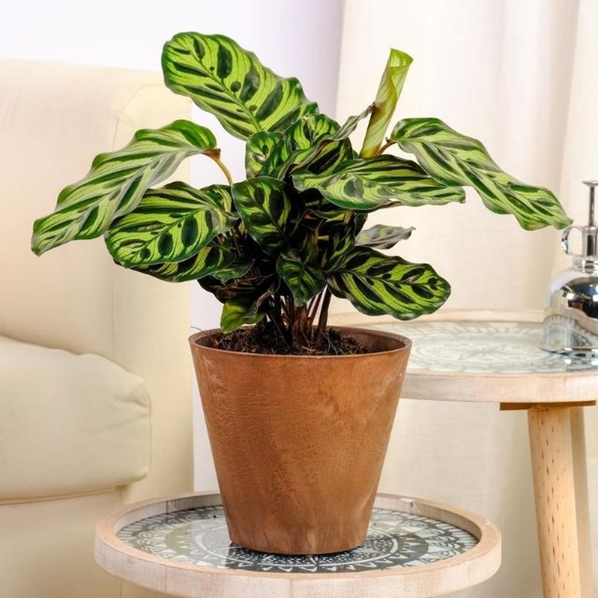 calathea makoyana be green