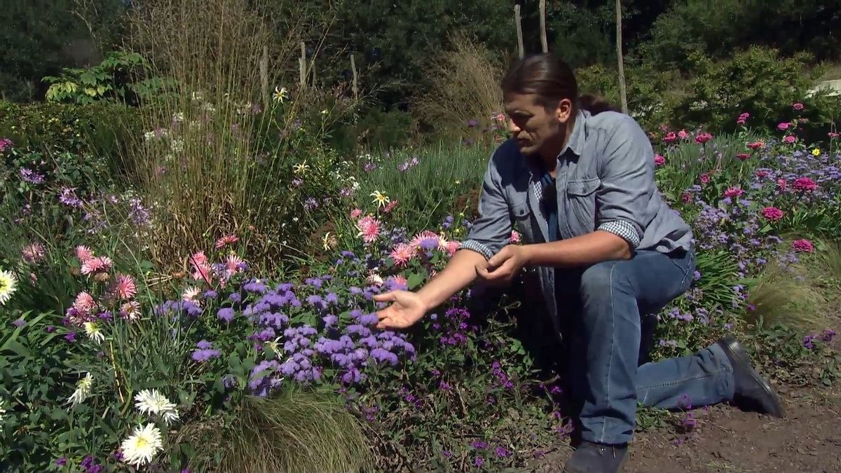 deko 708 jardineria parterre otono ageratum caracteristicas
