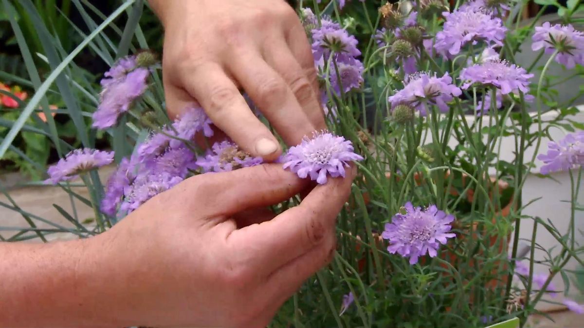 deco 660 jardineria composicion verano tonos azules escabiosa
