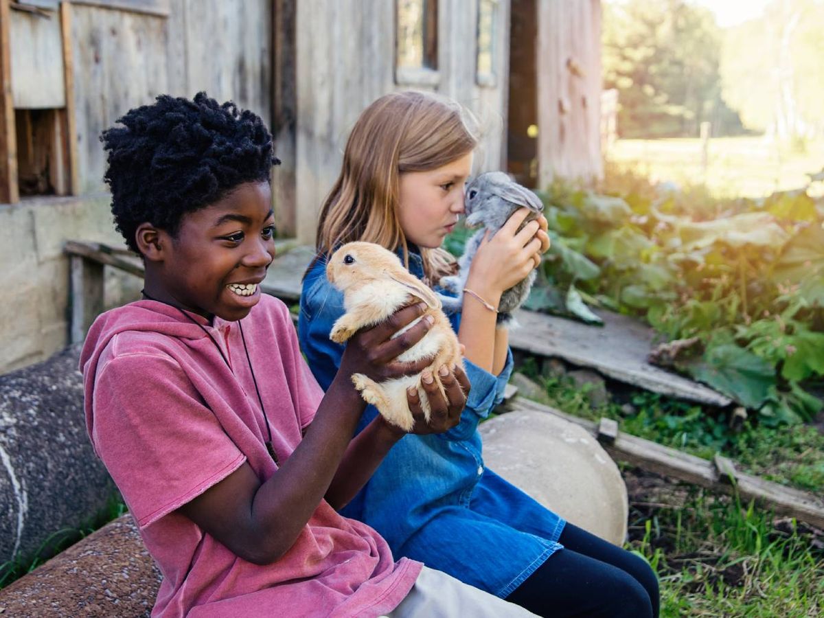 Los conejos son animales cariñosos, juguetones y curiosos.