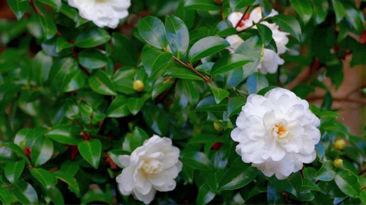 camellia sasanqua flor blanca