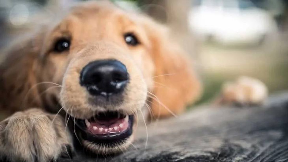 mal aliento en perros (1)