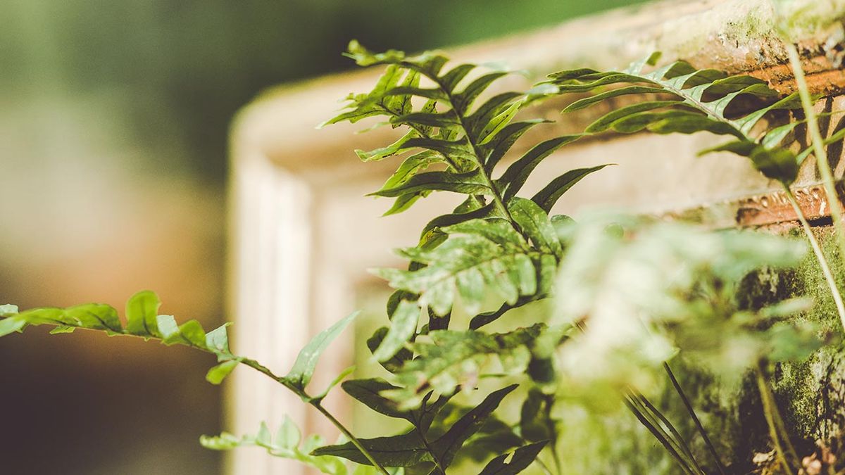 brico 1018 jardin Helecho Microsorum pustulatum jardin vertical