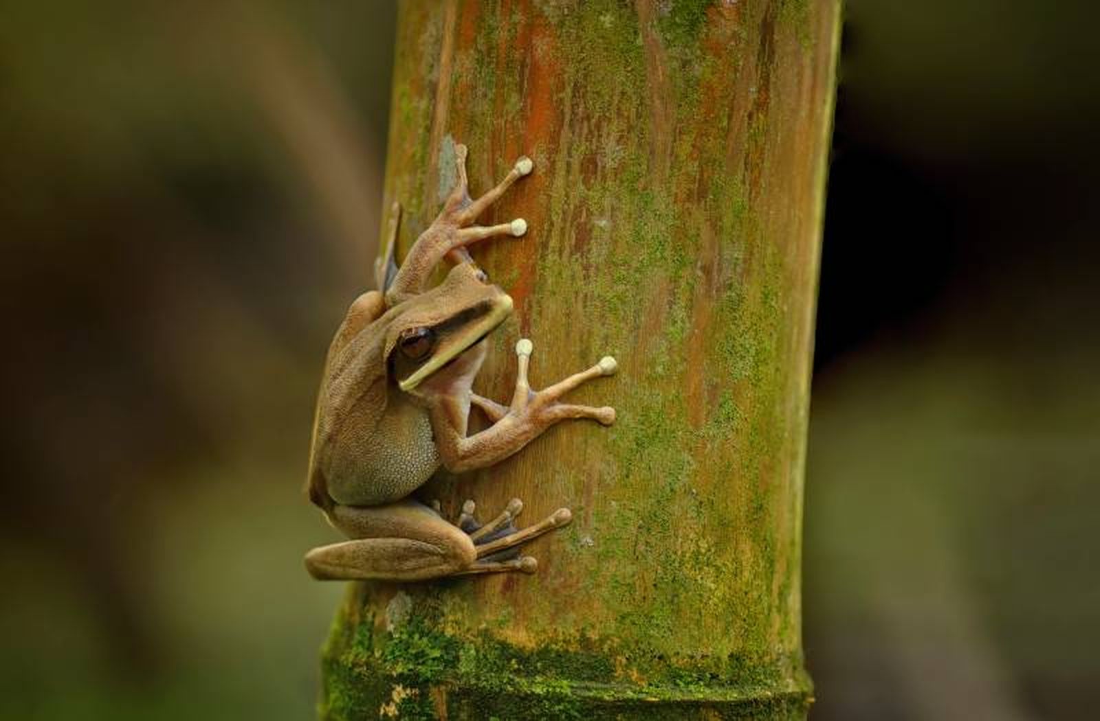 Se recomienda tener un terrario vertical para aprovechar su hábito arborícola.