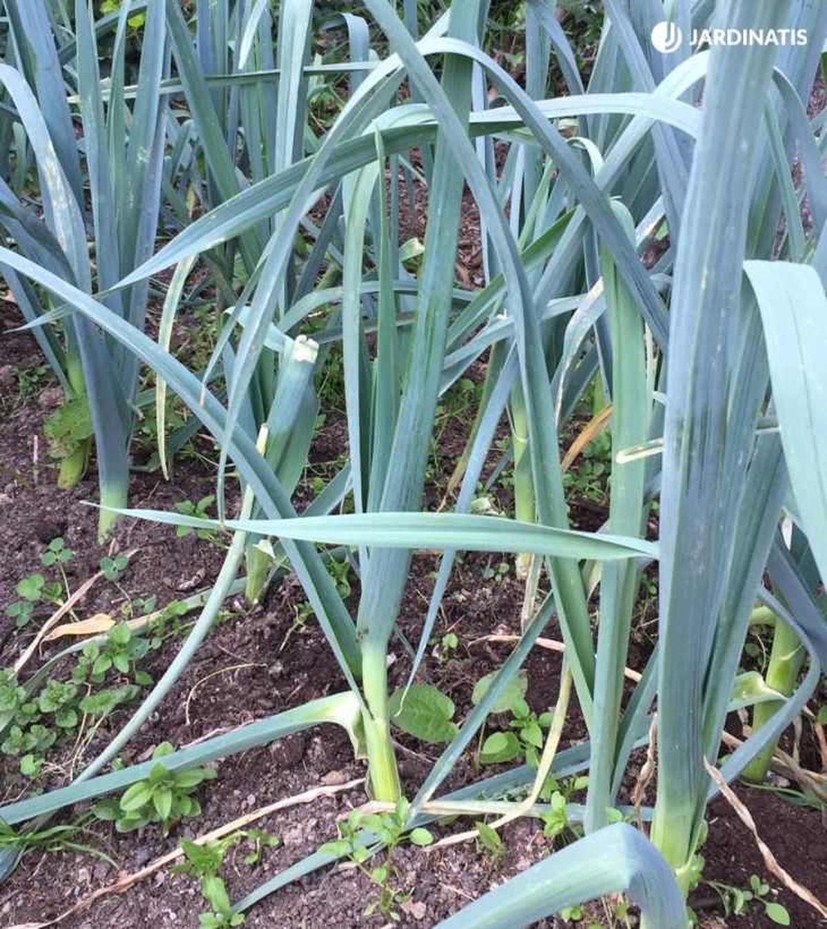 Plantas de puerro en la huerta