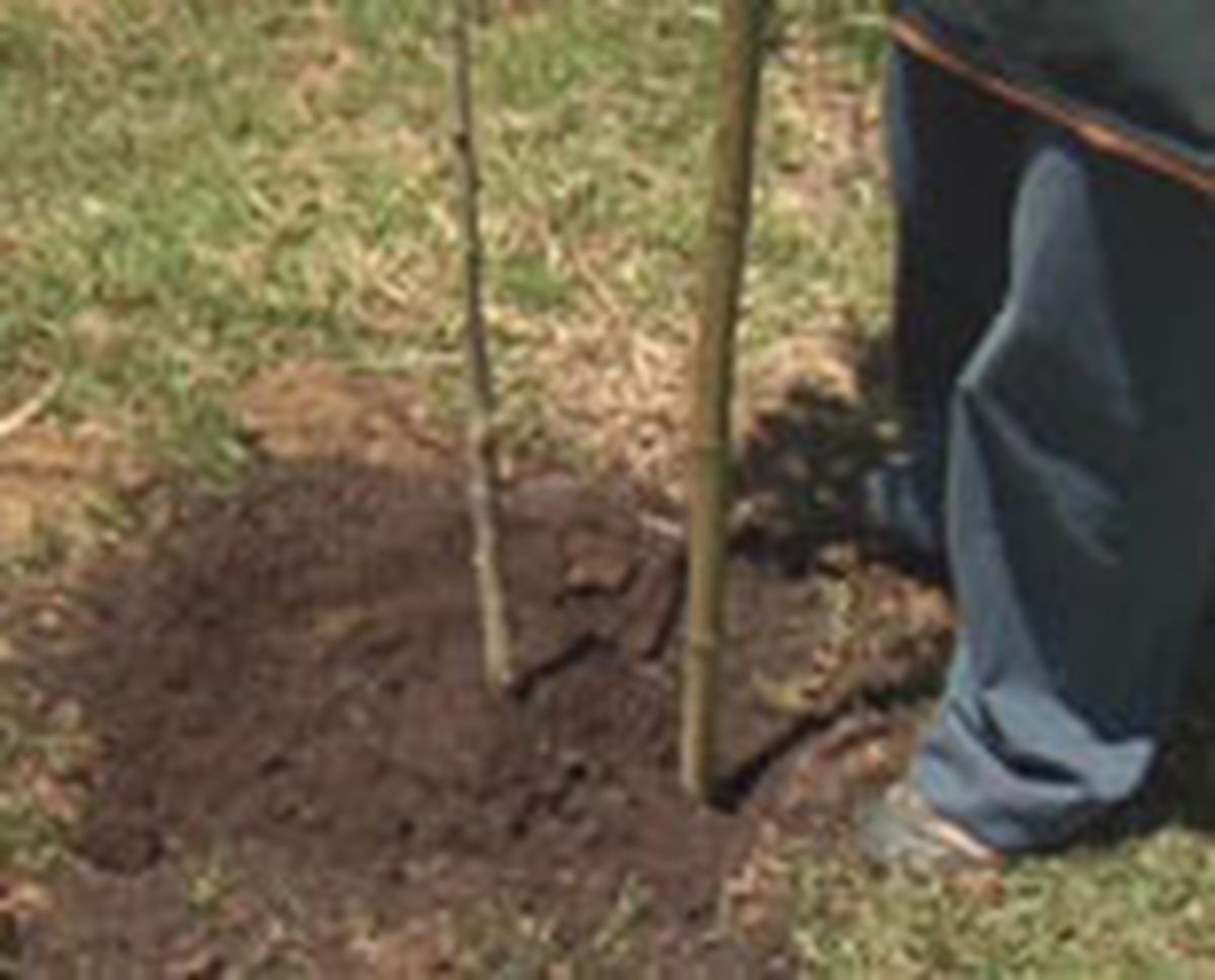 entutorar naranjo p02