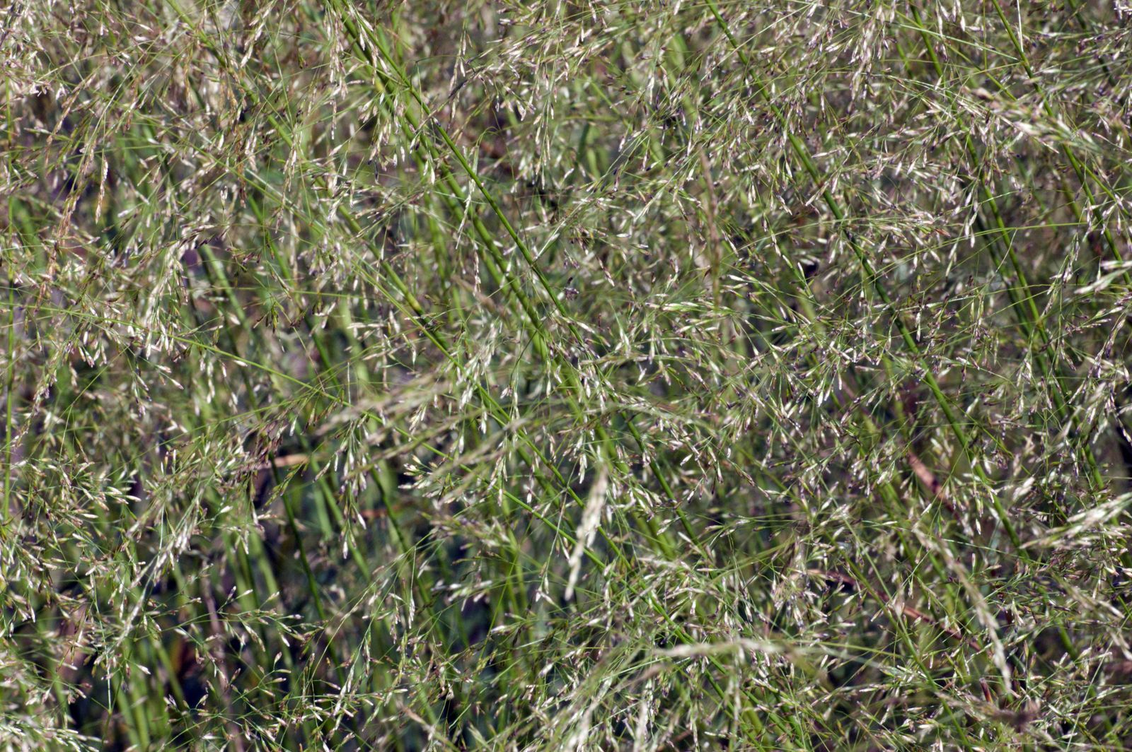 Deschampsia cespitosa goldtau para el jardín