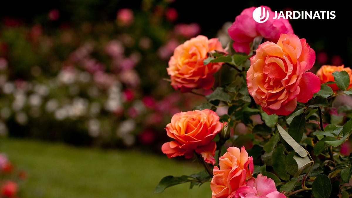 Rosales: variedades y plantación