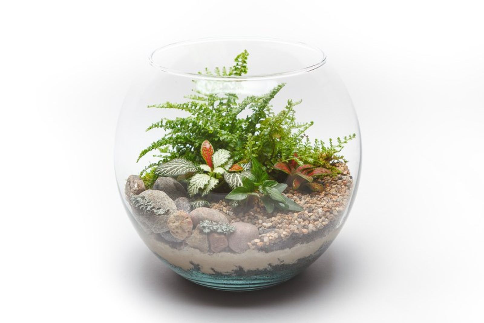 Helechos y fitonias en terrario de cristal.