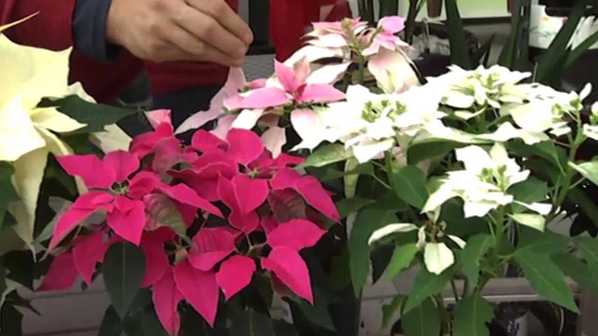 deco 414 variedades flor de pascua 6