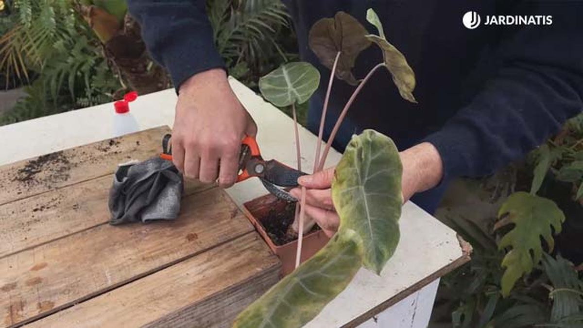 podar hojas orejas de elefante con arana roja jardinatis