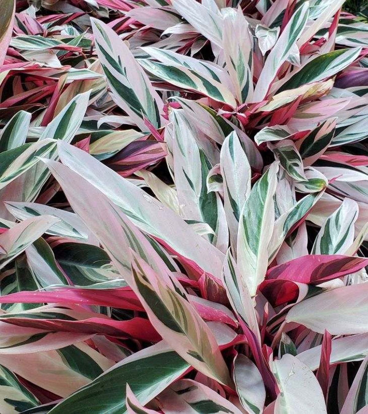 stromanthe sanguinea triostar hojas