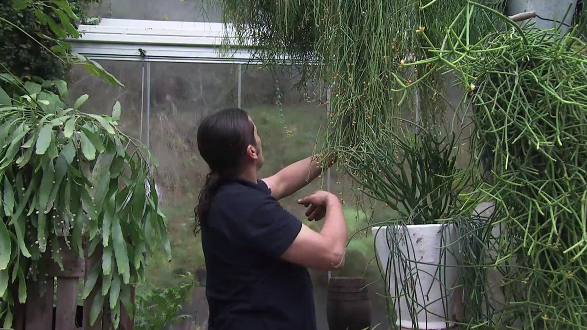 deco 765 jardin nuevas variedades de rhipsalis raices