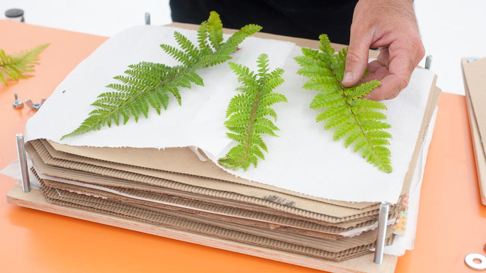 Bricomania Prensa para hojas secas p6