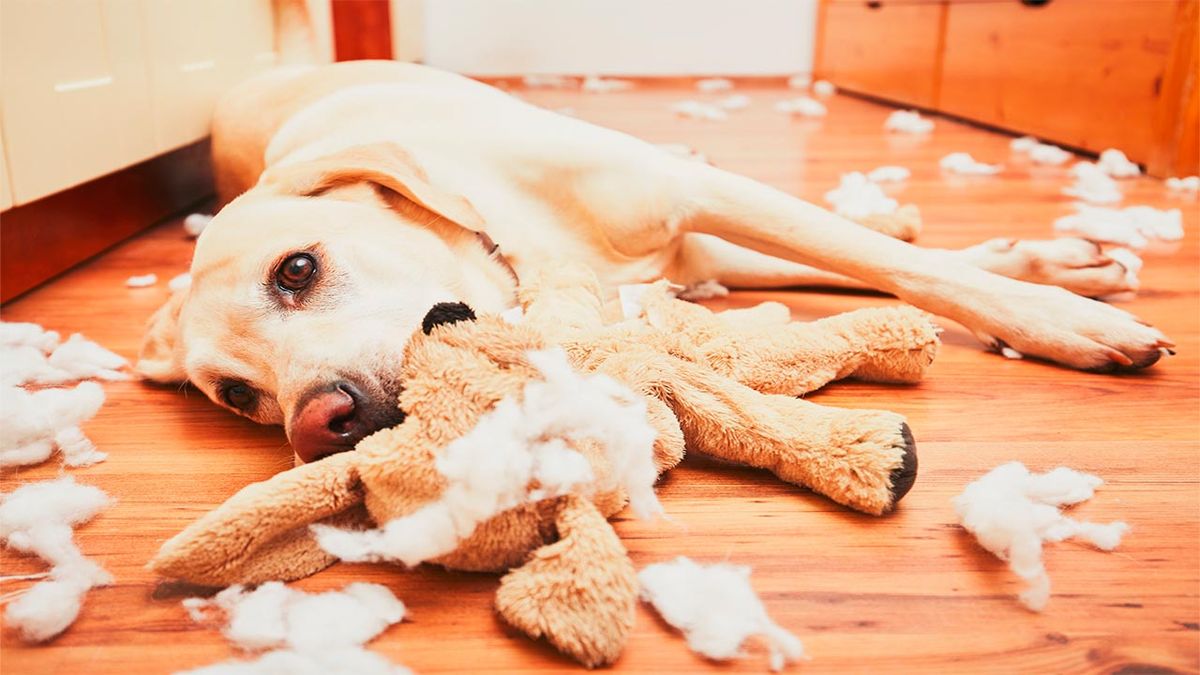 evitar perro destroce casa portada