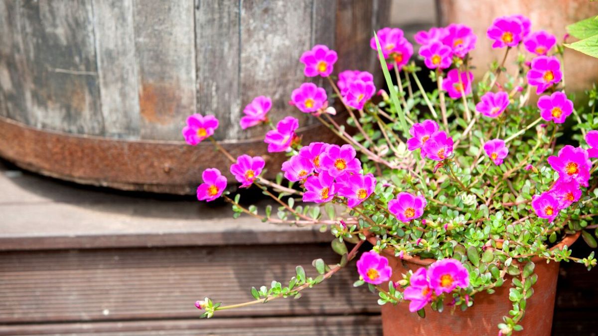 Cuidados de la potulaca portulaca grandiflora
